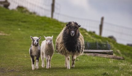 Ceļojums uz Fēru salām