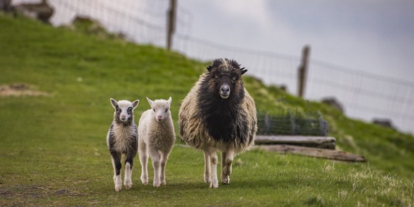 Ceļojums uz Fēru salām
