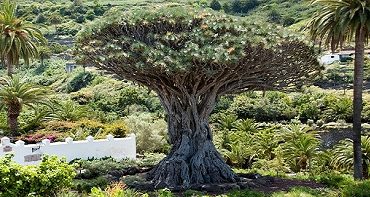 Dragon Tree Tenerife